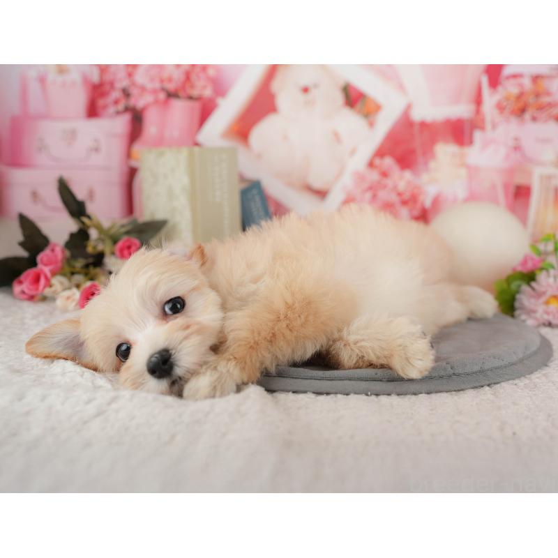 販売中の埼玉県のマルプー:マルチーズ×トイプードル-434918の5枚目