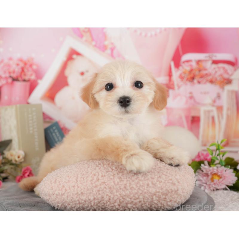 販売中の埼玉県のマルプー:マルチーズ×トイプードル-434918の4枚目