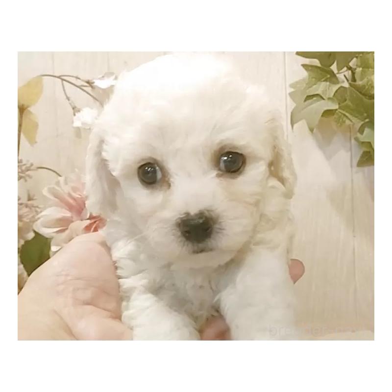 販売中の愛知県のビションフリーゼ-434544の6枚目