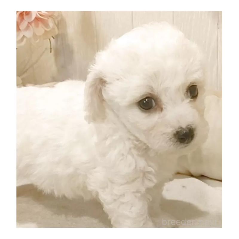 販売中の愛知県のビションフリーゼ-434544の5枚目