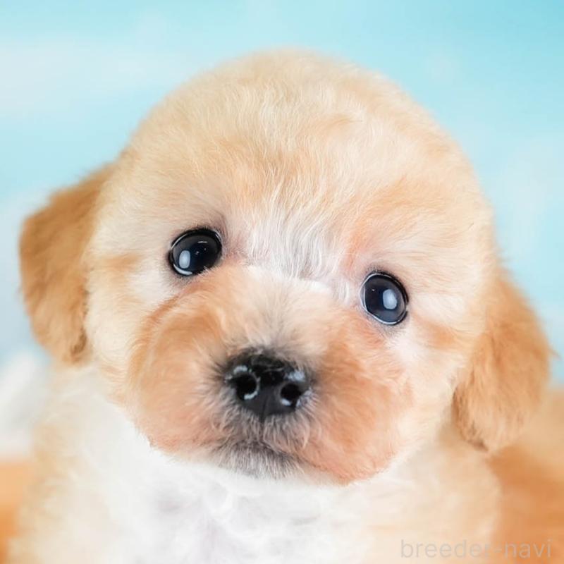 販売中の埼玉県のタイニープードル-434913