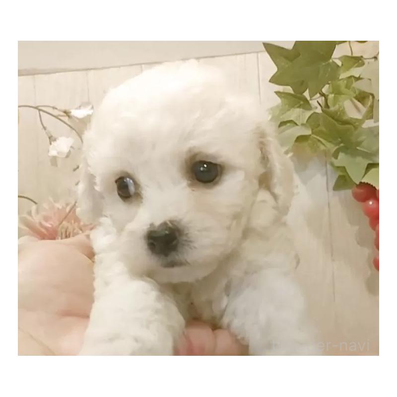 販売中の愛知県のビションフリーゼ-434544の4枚目