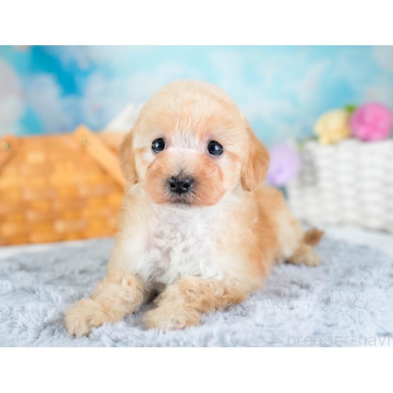 販売中の埼玉県のタイニープードル-434913の9枚目