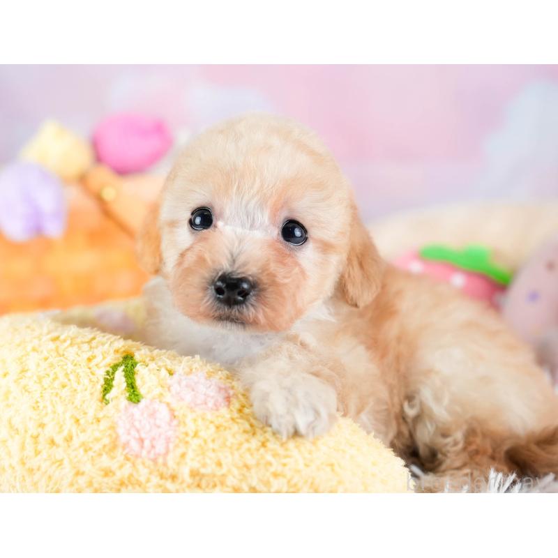 販売中の埼玉県のタイニープードル-434913の8枚目