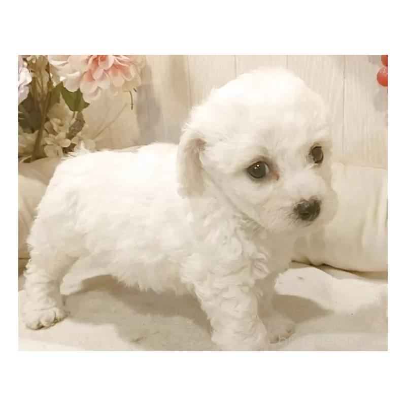 販売中の愛知県のビションフリーゼ-434544の2枚目