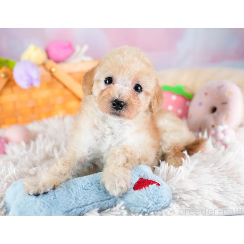 販売中の埼玉県のタイニープードル-434913の7枚目