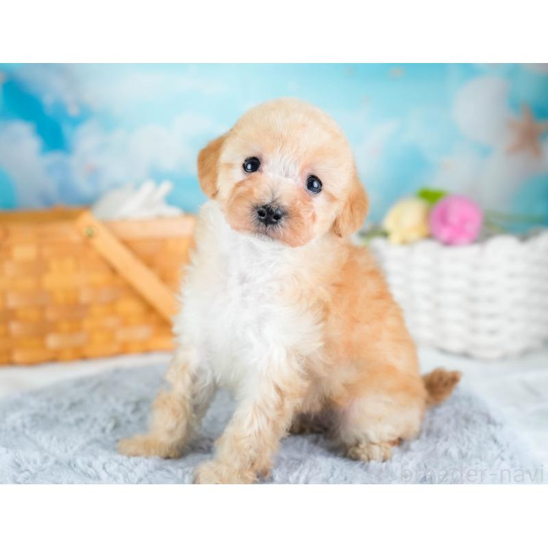 販売中の埼玉県のタイニープードル-434913の6枚目