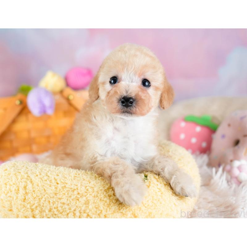 販売中の埼玉県のタイニープードル-434913の4枚目