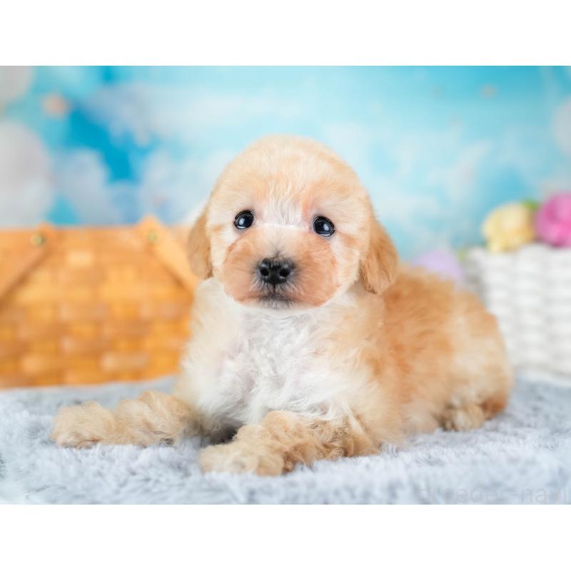 販売中の埼玉県のタイニープードル-434913の3枚目