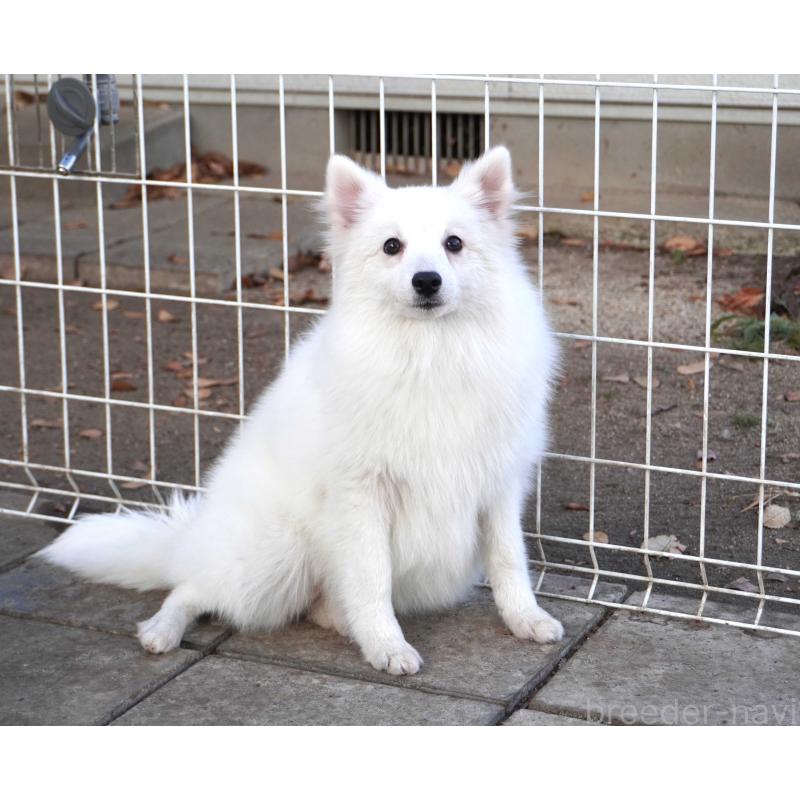 販売中の栃木県の日本スピッツ-434542の2枚目