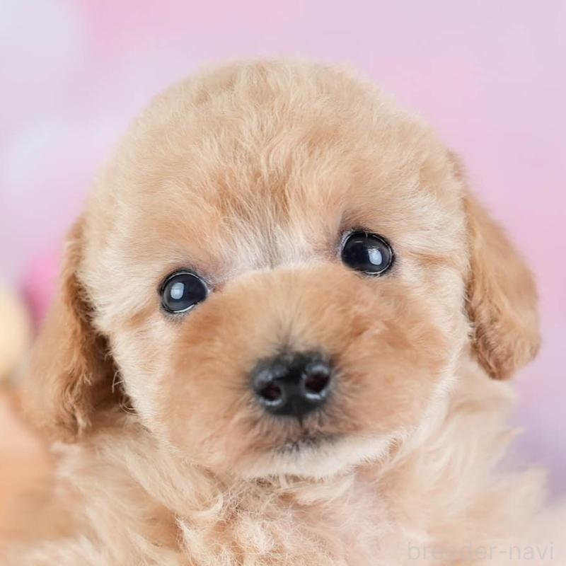 販売中の埼玉県のタイニープードル-434911
