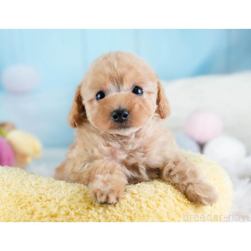 販売中の埼玉県のタイニープードル-434911の11枚目