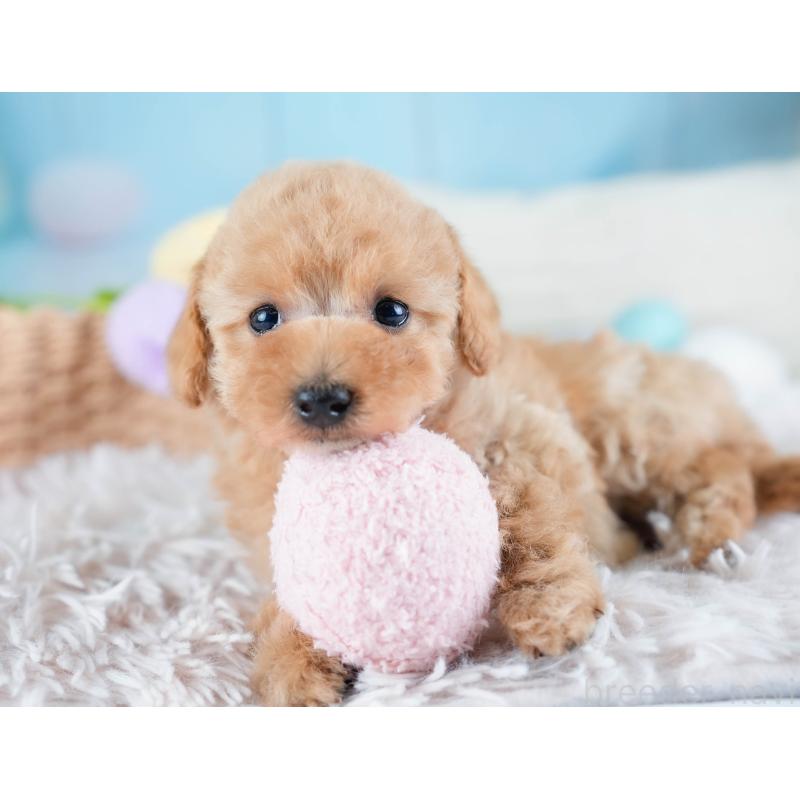 販売中の埼玉県のタイニープードル-434911の10枚目