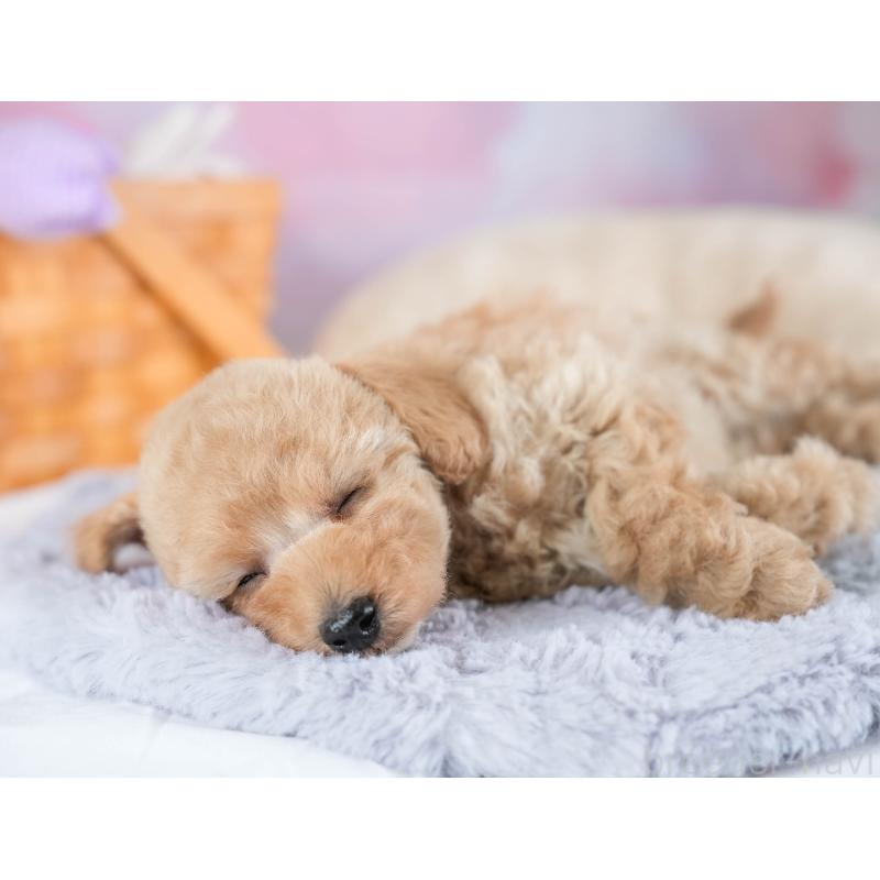 販売中の埼玉県のタイニープードル-434911の9枚目