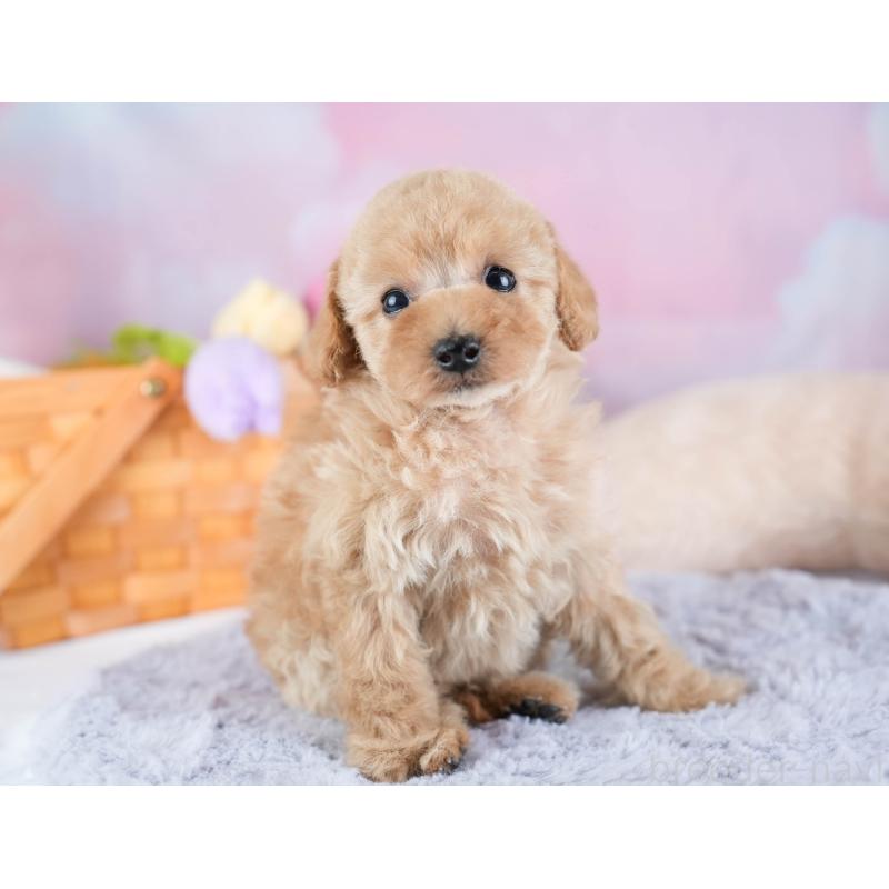 販売中の埼玉県のタイニープードル-434911の8枚目