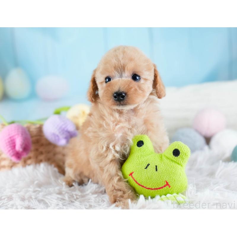 販売中の埼玉県のタイニープードル-434911の7枚目