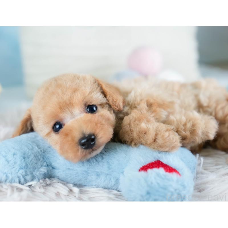 販売中の埼玉県のタイニープードル-434911の6枚目