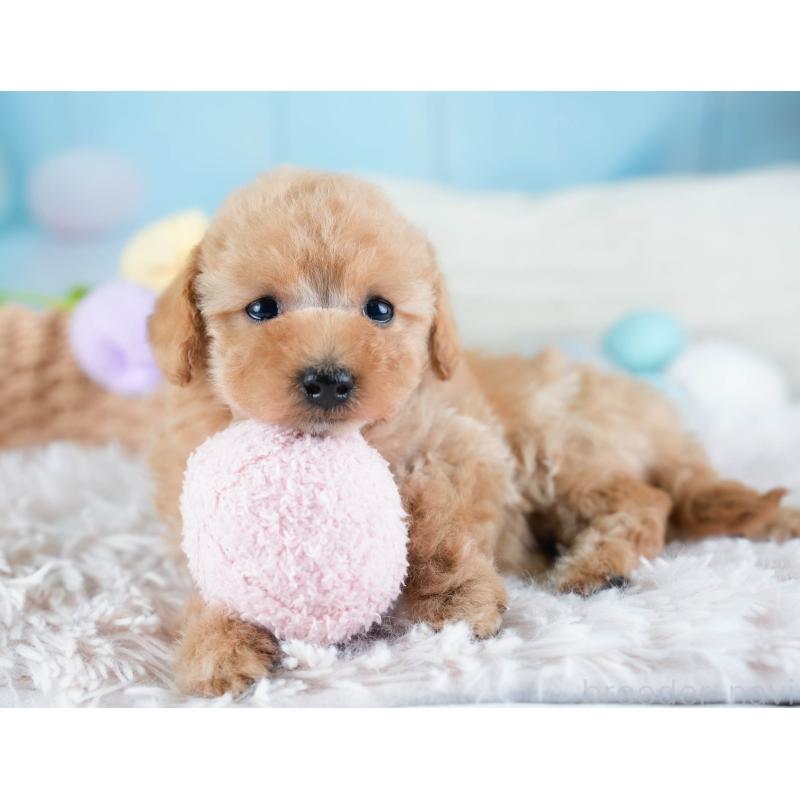 販売中の埼玉県のタイニープードル-434911の4枚目