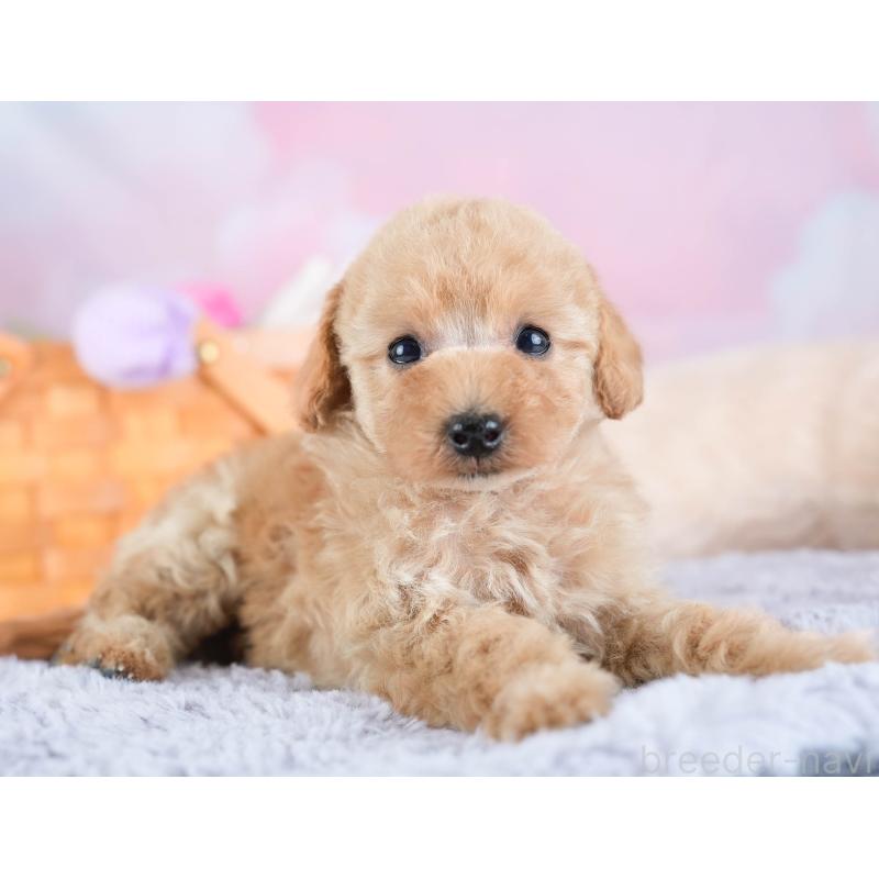 販売中の埼玉県のタイニープードル-434911の3枚目