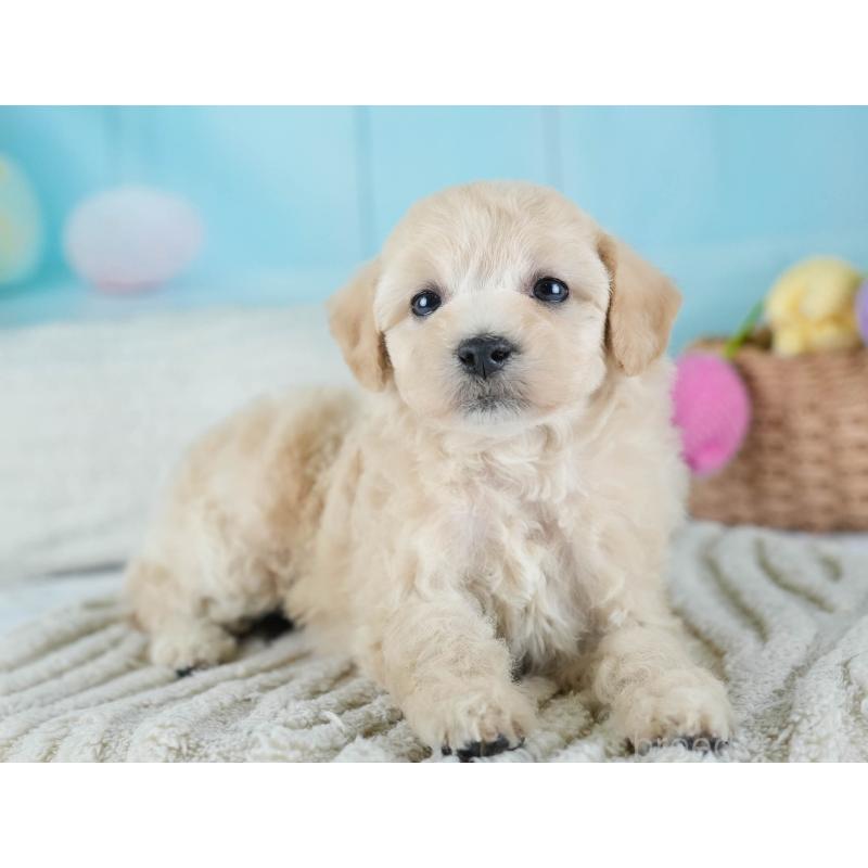 販売中の埼玉県のビションプー:ビションフリーゼ×トイプードル-434906の10枚目