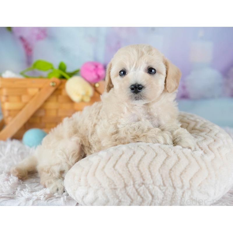 販売中の埼玉県のビションプー:ビションフリーゼ×トイプードル-434906の9枚目