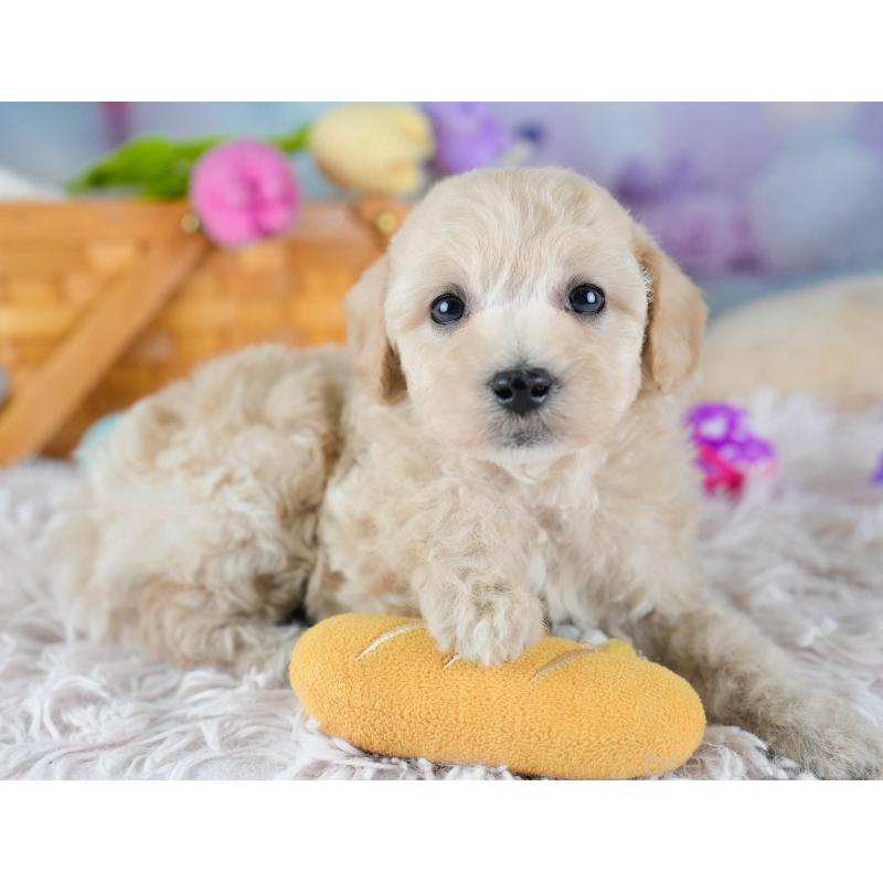 販売中の埼玉県のビションプー:ビションフリーゼ×トイプードル-434906の8枚目