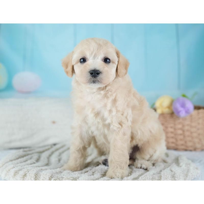 販売中の埼玉県のビションプー:ビションフリーゼ×トイプードル-434906の7枚目