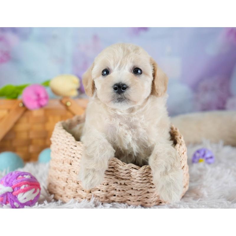 販売中の埼玉県のビションプー:ビションフリーゼ×トイプードル-434906の6枚目