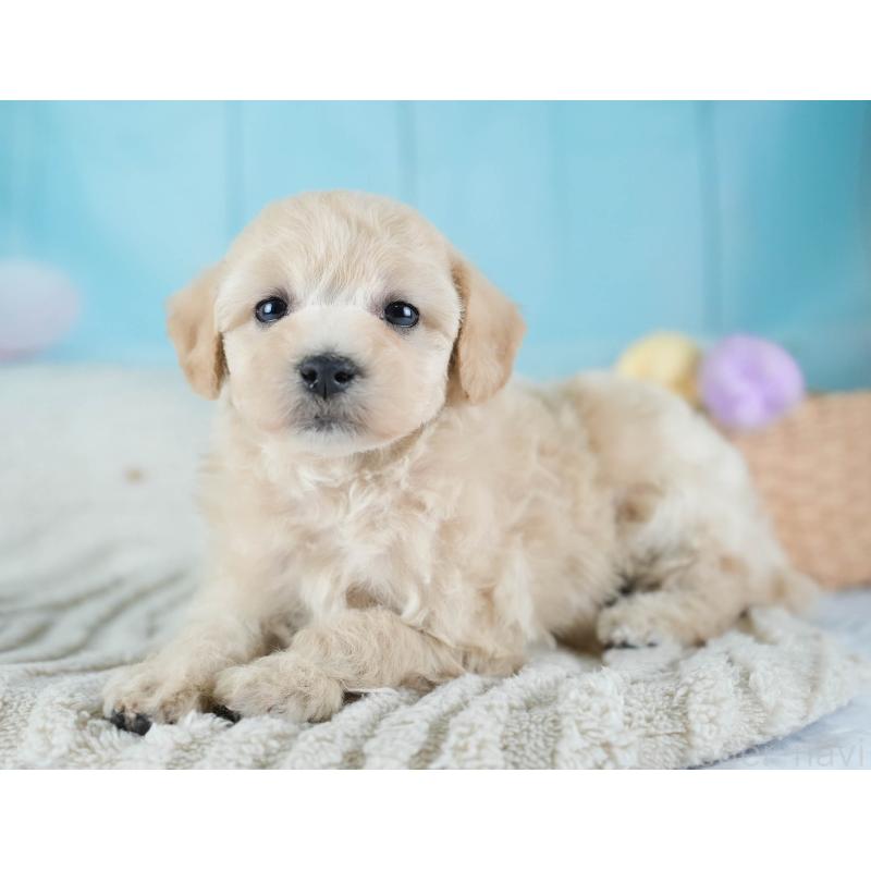 販売中の埼玉県のビションプー:ビションフリーゼ×トイプードル-434906の5枚目