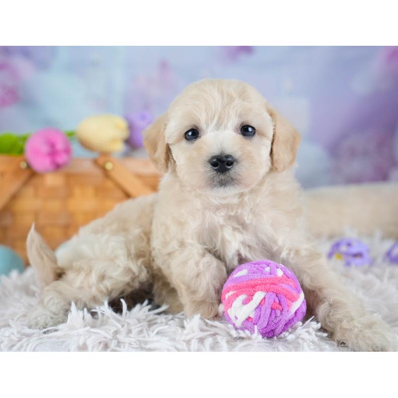 販売中の埼玉県のビションプー:ビションフリーゼ×トイプードル-434906の4枚目