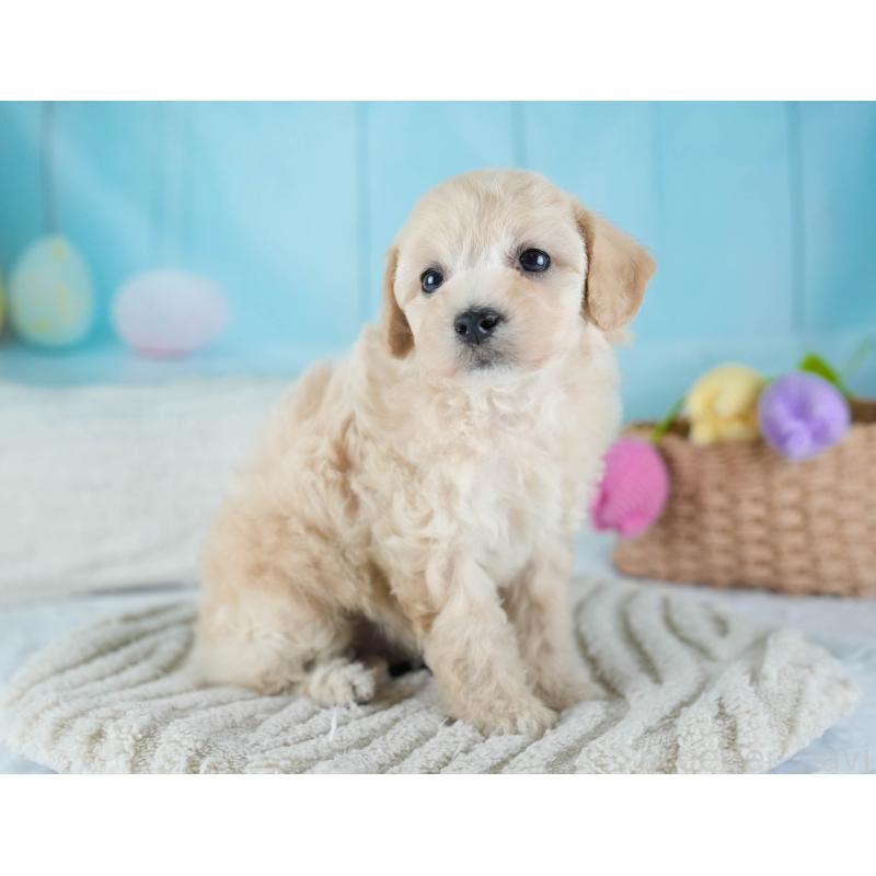 販売中の埼玉県のビションプー:ビションフリーゼ×トイプードル-434906の3枚目