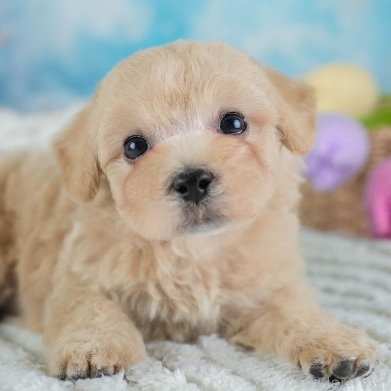 販売中の埼玉県のビションプー:ビションフリーゼ×トイプードル-434903の1枚目