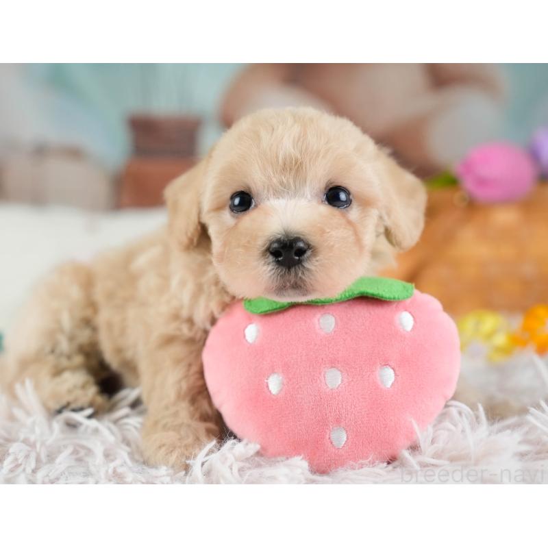 販売中の埼玉県のビションプー:ビションフリーゼ×トイプードル-434903の11枚目