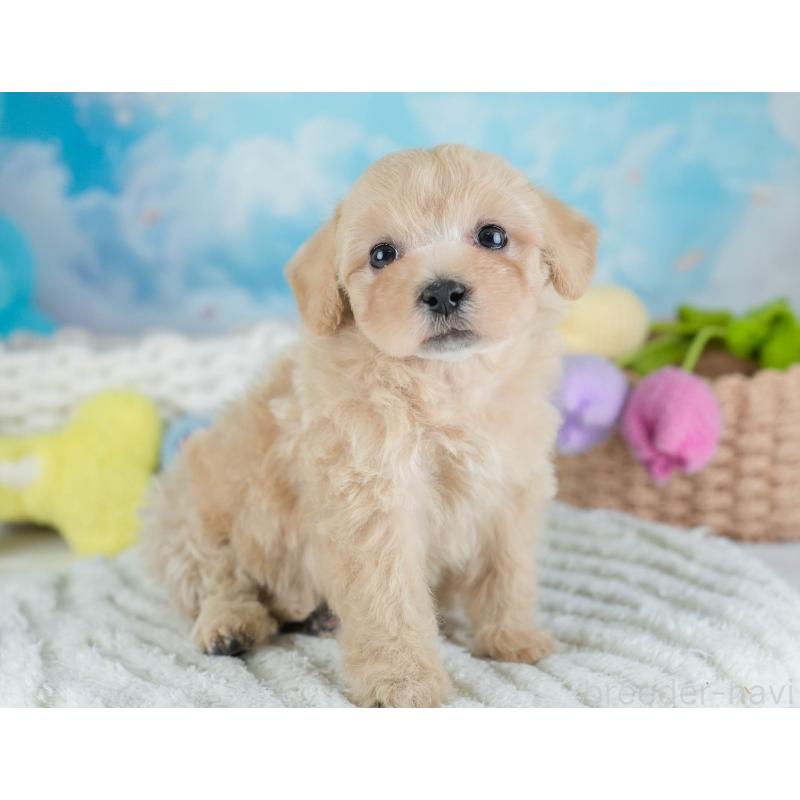 販売中の埼玉県のビションプー:ビションフリーゼ×トイプードル-434903の10枚目