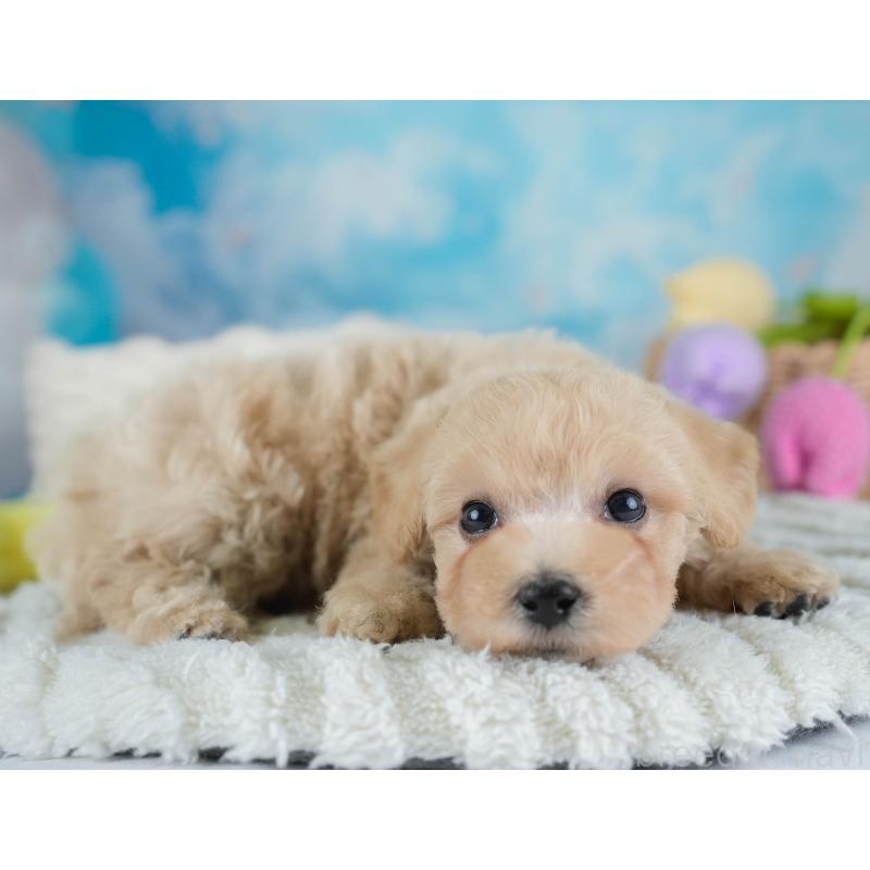 販売中の埼玉県のビションプー:ビションフリーゼ×トイプードル-434903の9枚目