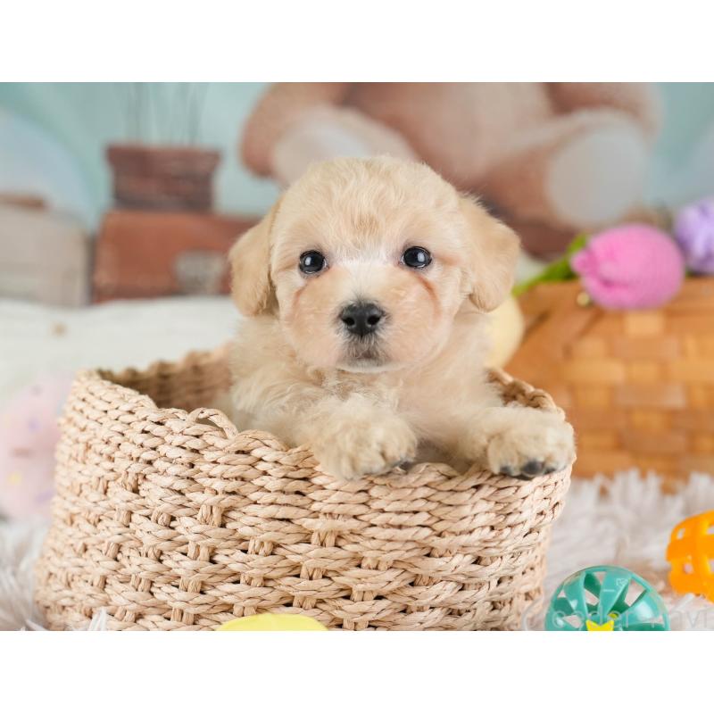 販売中の埼玉県のビションプー:ビションフリーゼ×トイプードル-434903の8枚目