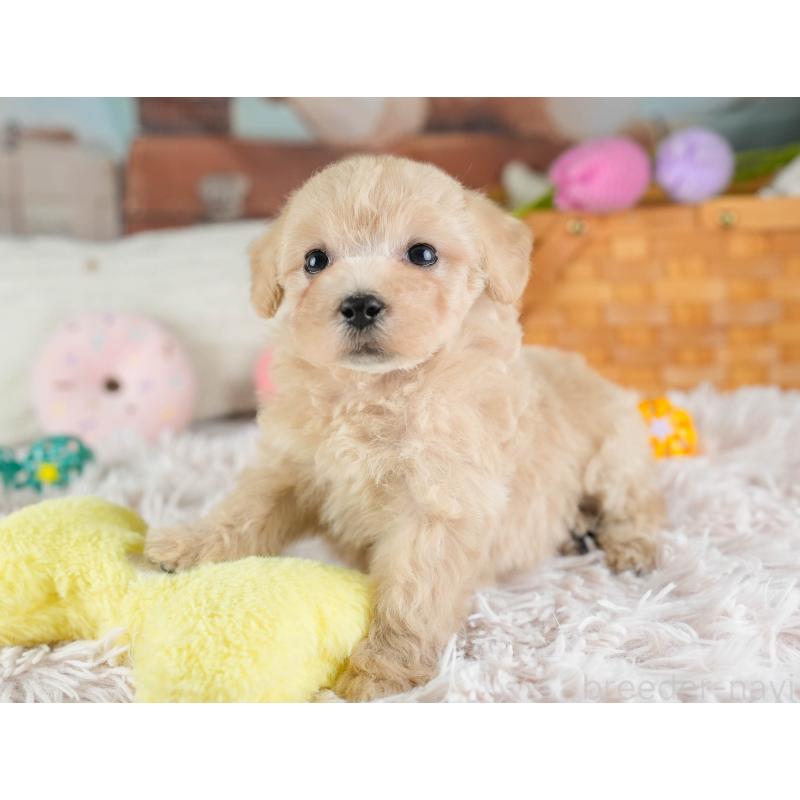 販売中の埼玉県のビションプー:ビションフリーゼ×トイプードル-434903の7枚目