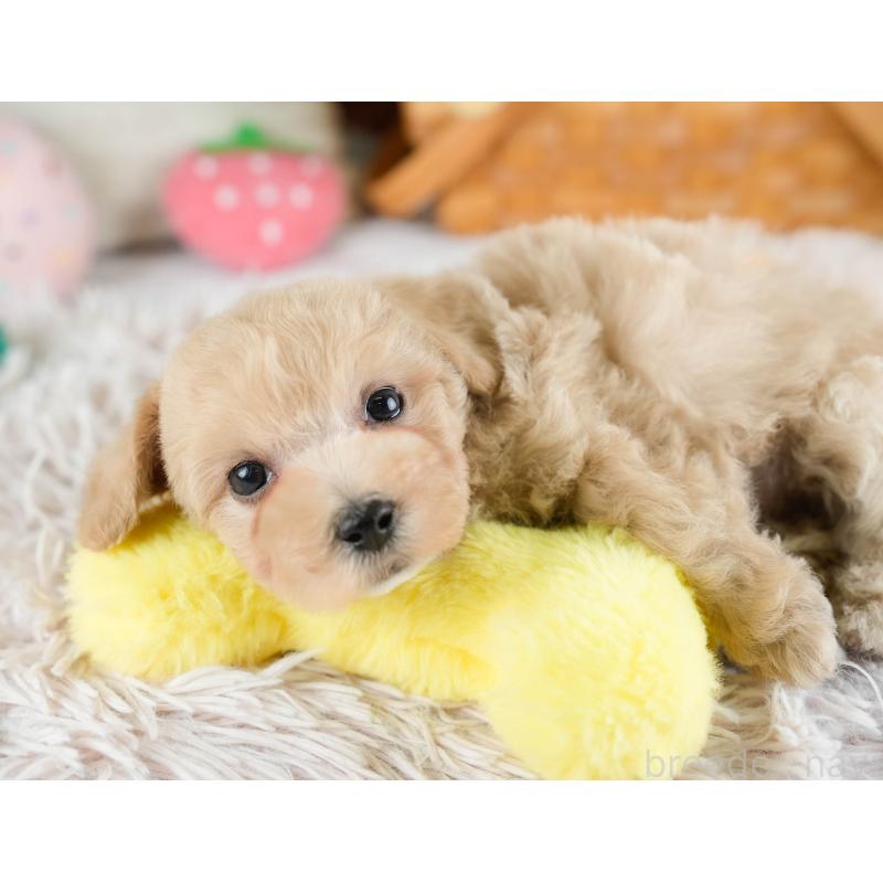 販売中の埼玉県のビションプー:ビションフリーゼ×トイプードル-434903の5枚目