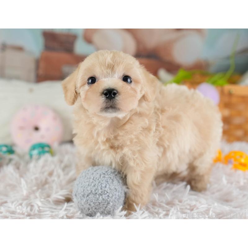 販売中の埼玉県のビションプー:ビションフリーゼ×トイプードル-434903の3枚目