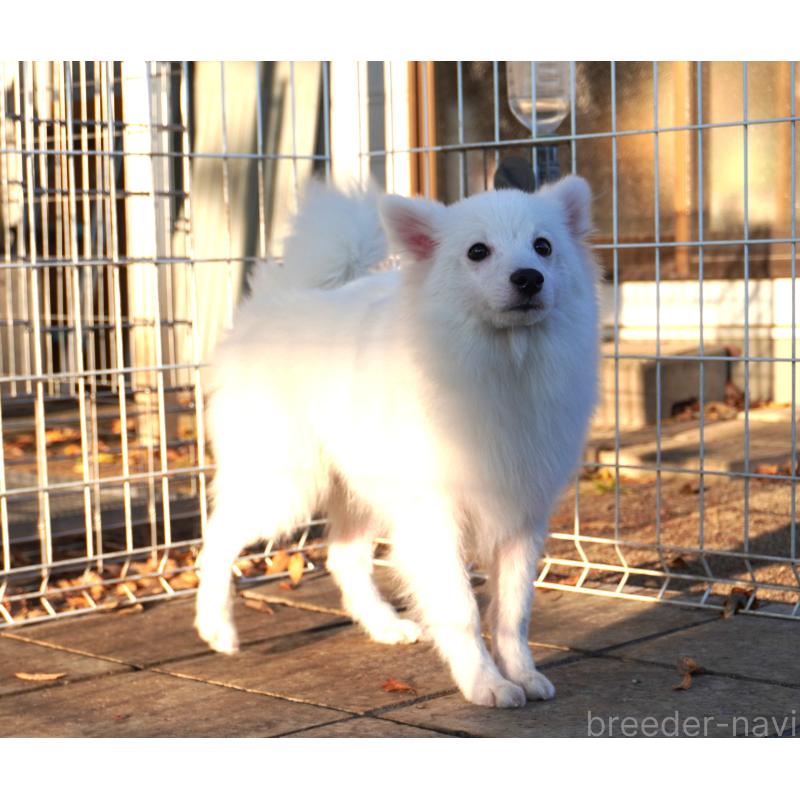 販売中の栃木県の日本スピッツ-434543の4枚目