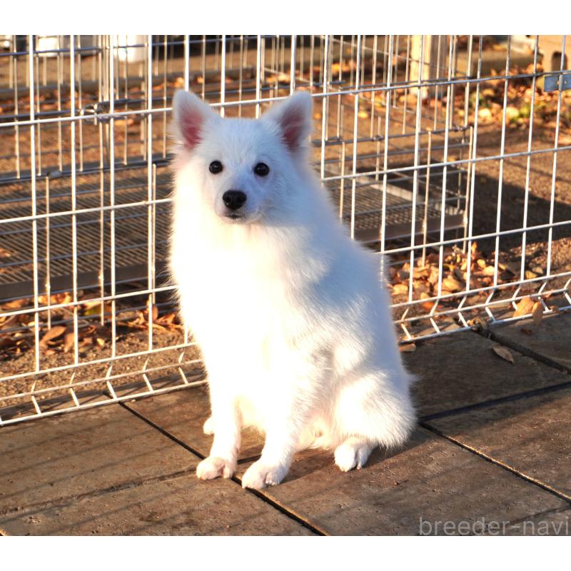 販売中の栃木県の日本スピッツ-434543の3枚目