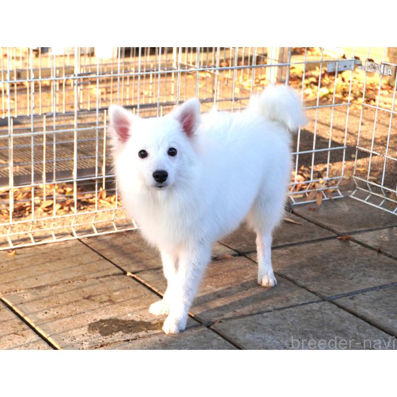 販売中の栃木県の日本スピッツ-434543の2枚目