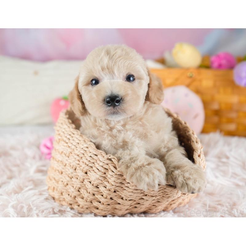 販売中の埼玉県のビションプー:ビションフリーゼ×トイプードル-434900の11枚目