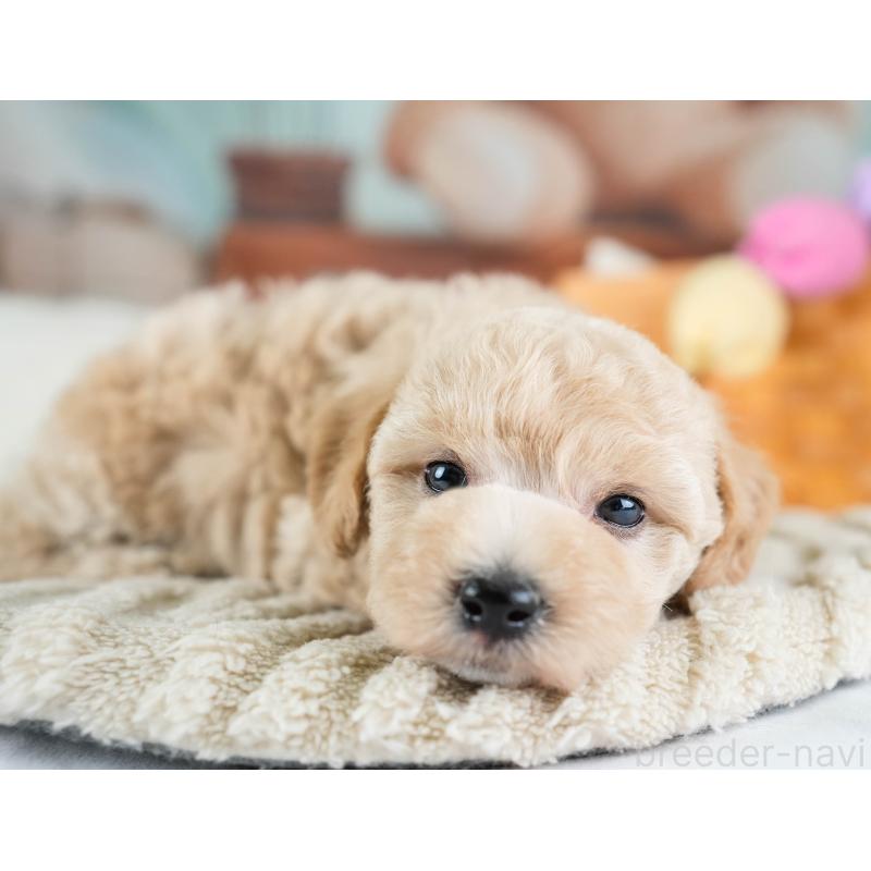 販売中の埼玉県のビションプー:ビションフリーゼ×トイプードル-434900の10枚目