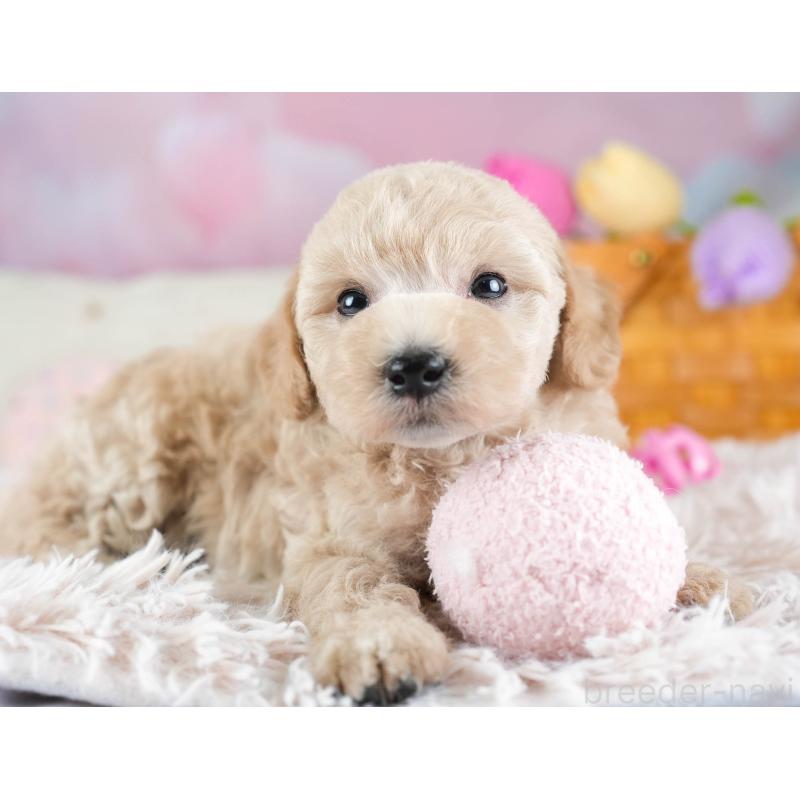 販売中の埼玉県のビションプー:ビションフリーゼ×トイプードル-434900の9枚目