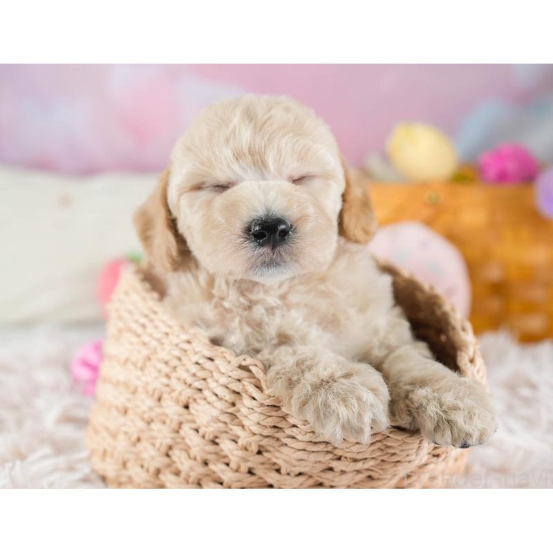 販売中の埼玉県のビションプー:ビションフリーゼ×トイプードル-434900の8枚目