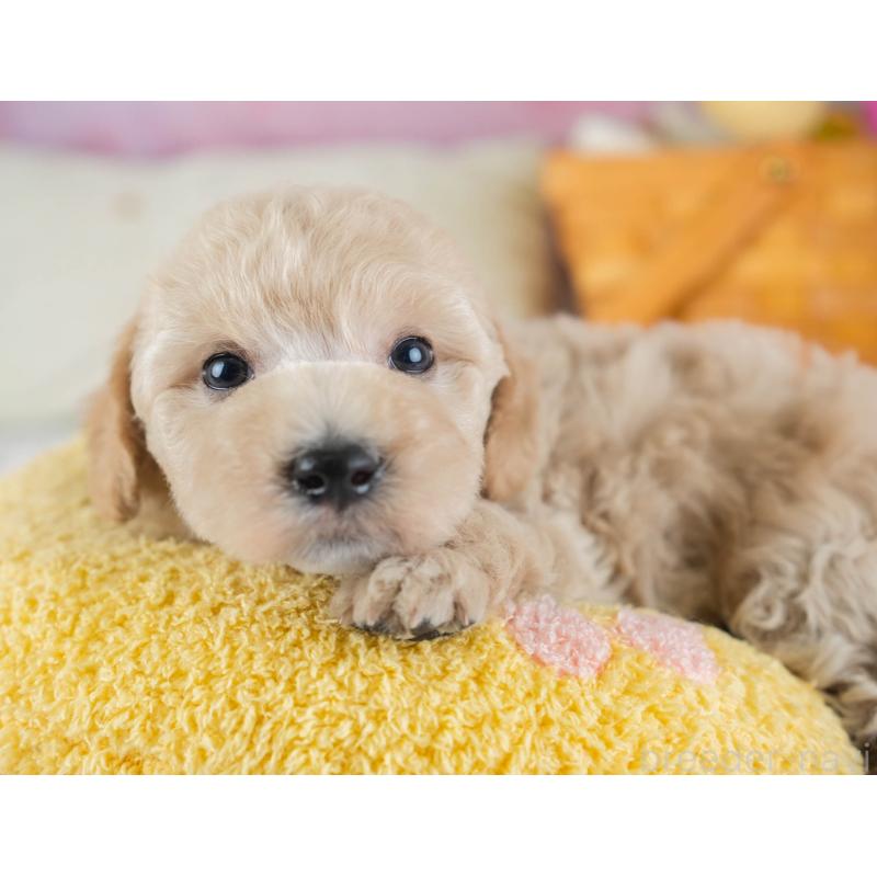 販売中の埼玉県のビションプー:ビションフリーゼ×トイプードル-434900の7枚目