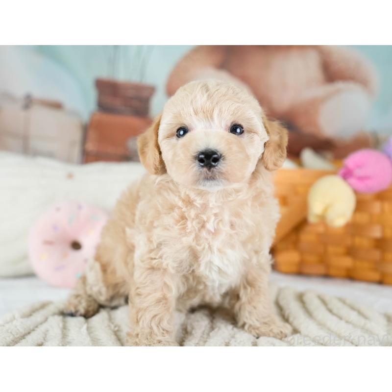 販売中の埼玉県のビションプー:ビションフリーゼ×トイプードル-434900の6枚目