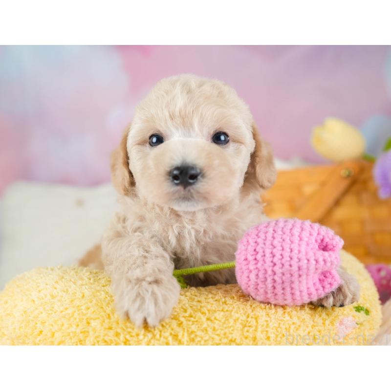 販売中の埼玉県のビションプー:ビションフリーゼ×トイプードル-434900の5枚目