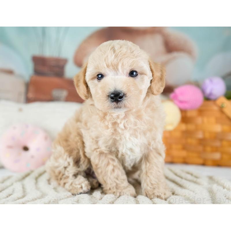 販売中の埼玉県のビションプー:ビションフリーゼ×トイプードル-434900の4枚目